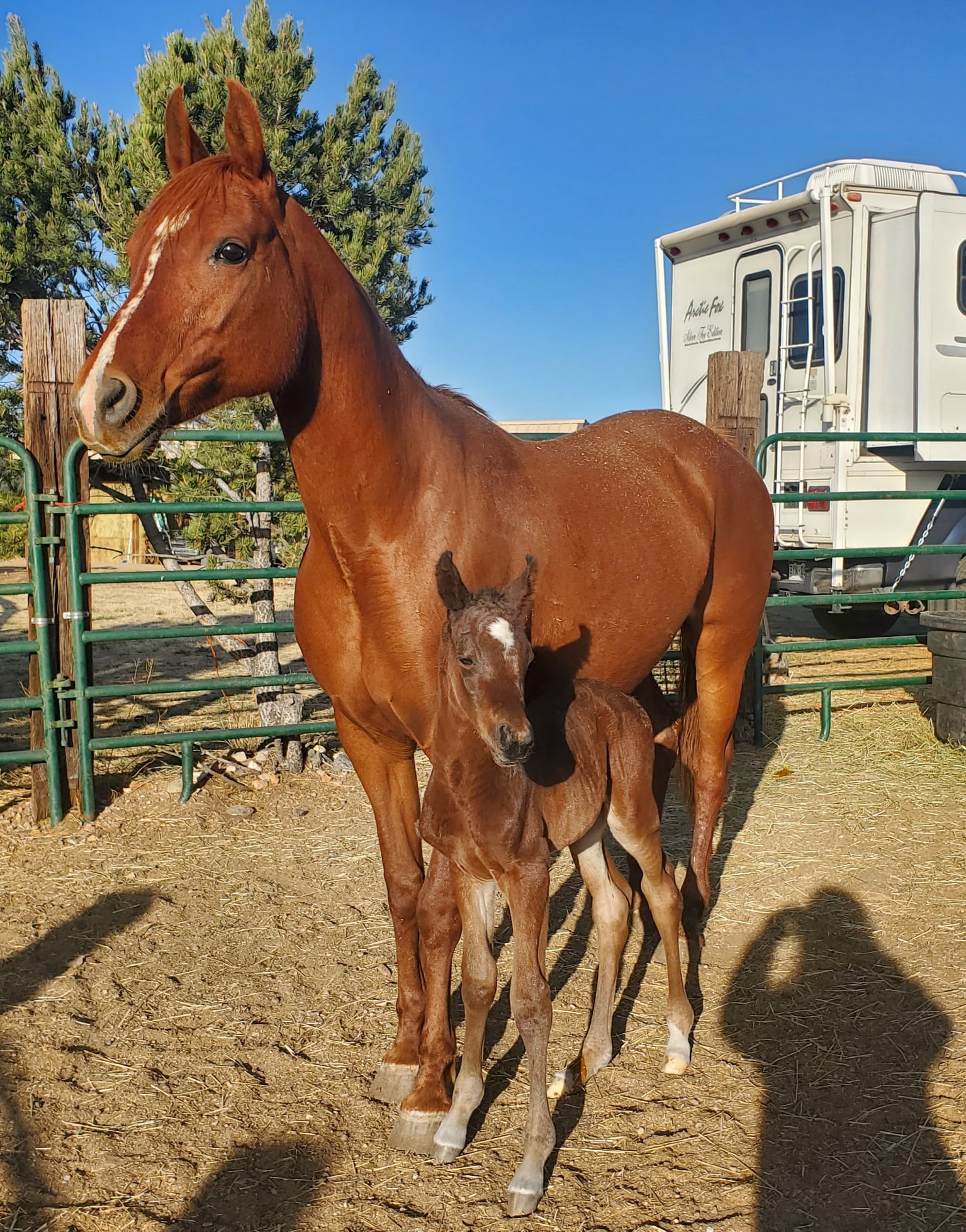 Cedar Ridge Ranch Arabians | Westcliffe CO