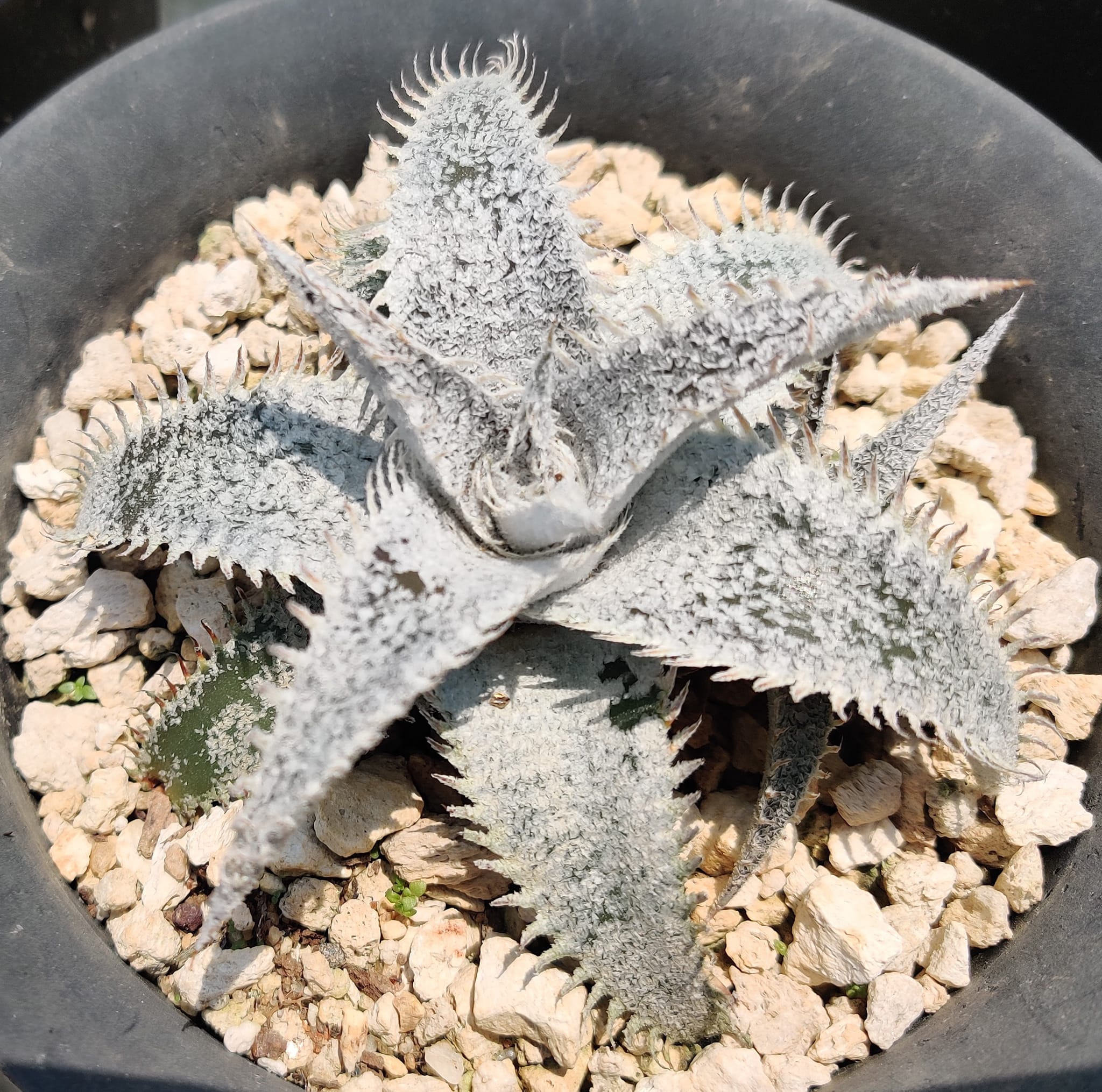 Dyckia dawsonii x delecata