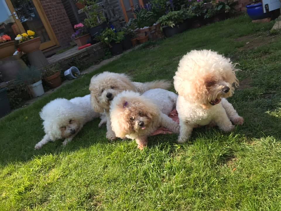 Shepton Splash & Dash Dog Grooming | Shepton Mallet