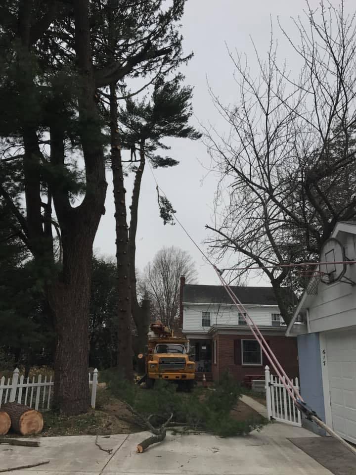 Edwards Tree Service | Hartly DE