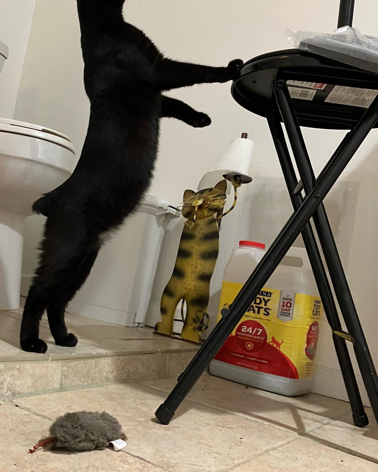 kitty klow Monty Python isn't feeling his silliest at the moment, but you could change that! This brave knight is recovering from a cold and seeking a foster home where he can trade Comparative physiological and transcriptomic