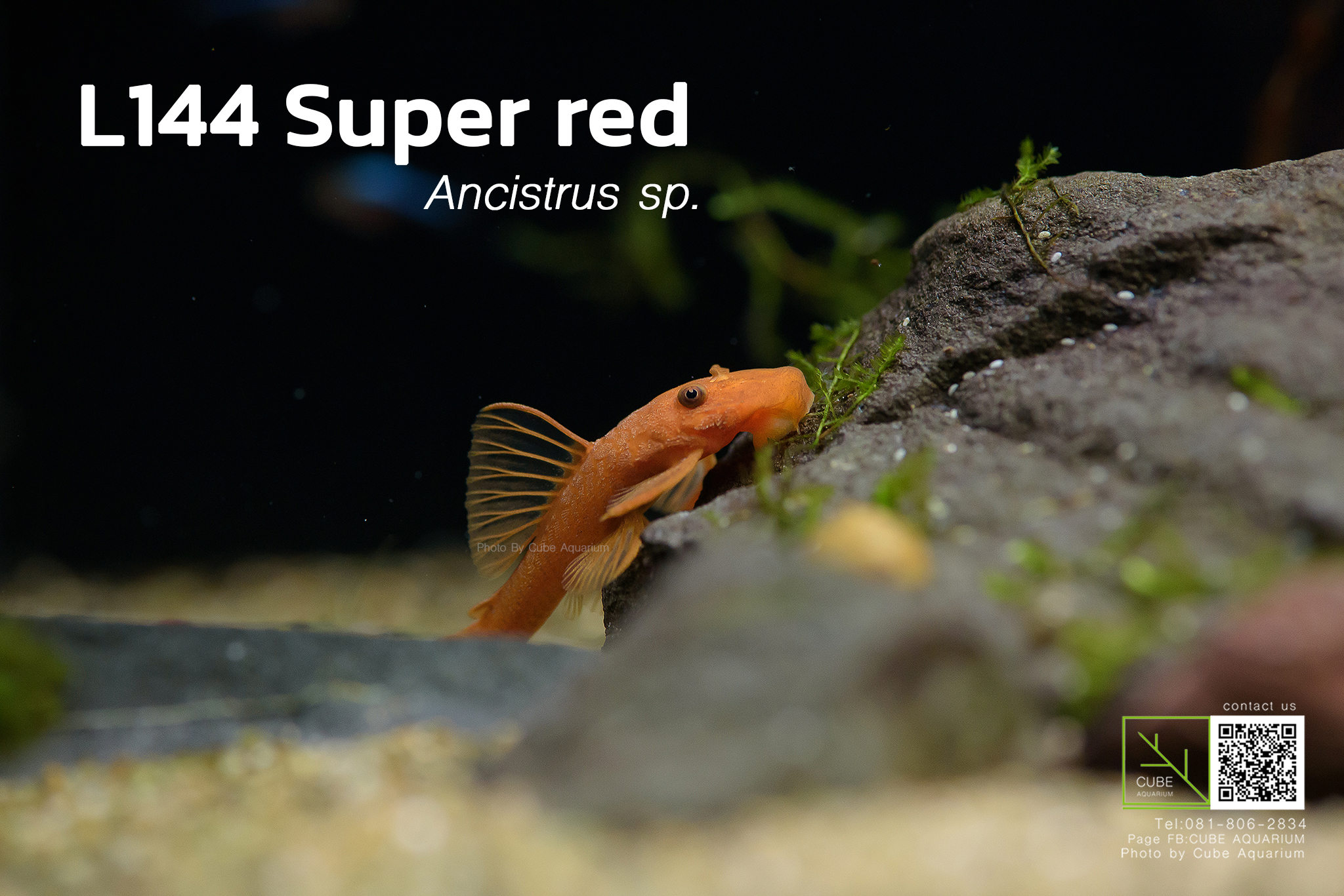 Cube Aquarium - 