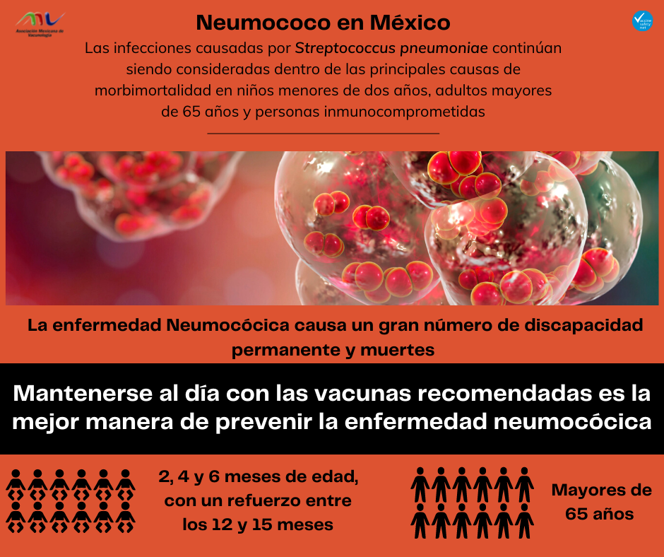 Asociación Mexicana de Vacunología - Conoce más acerca del neumococo en ...