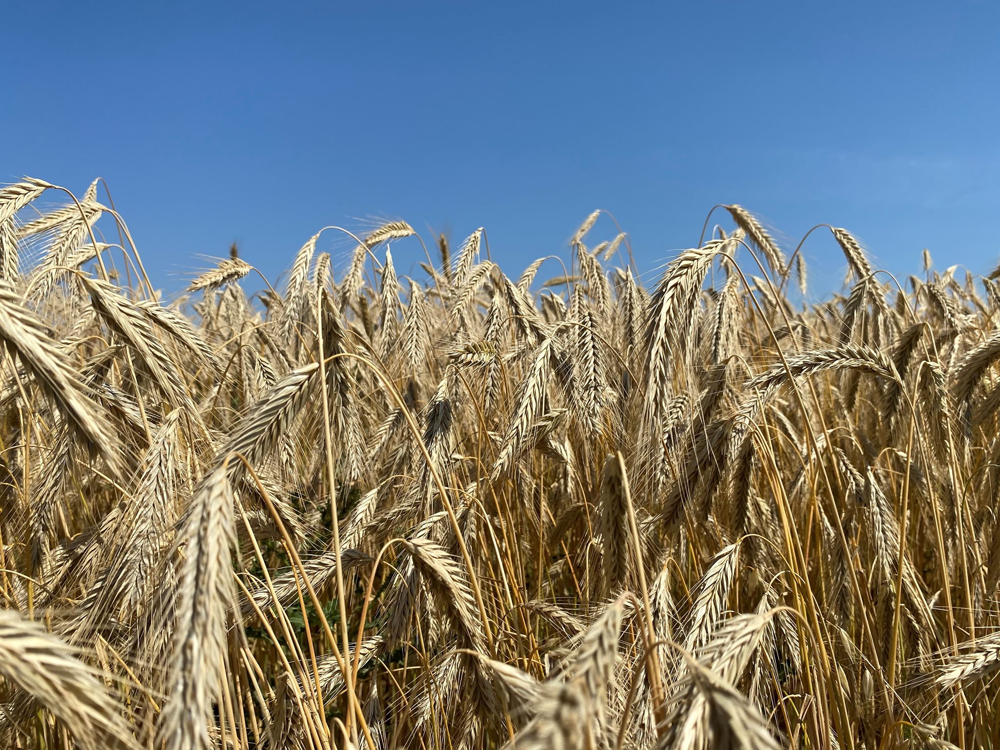 SeedNet | Coaldale AB
