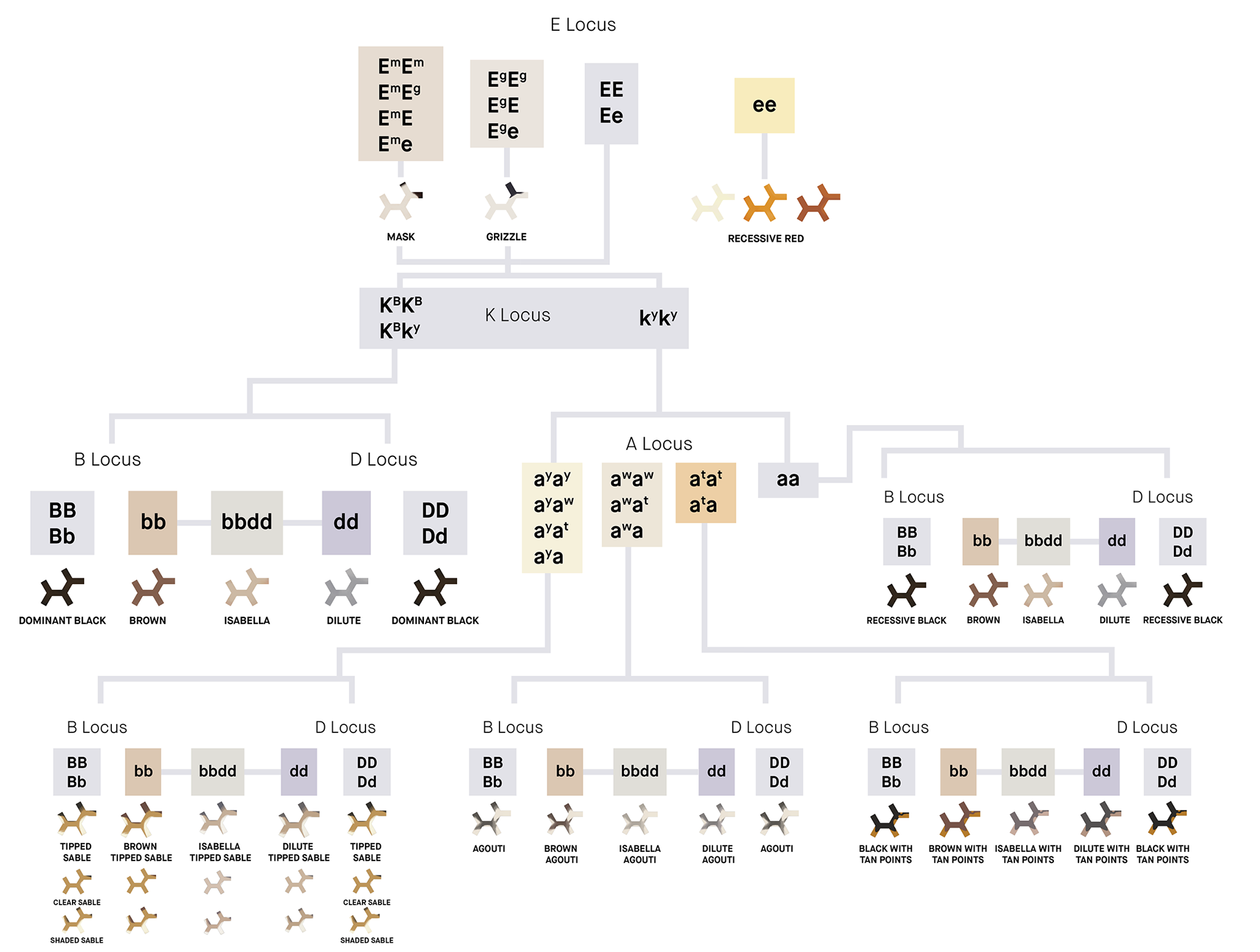 How do genetics affect coat color?... - Embark for Breeders
