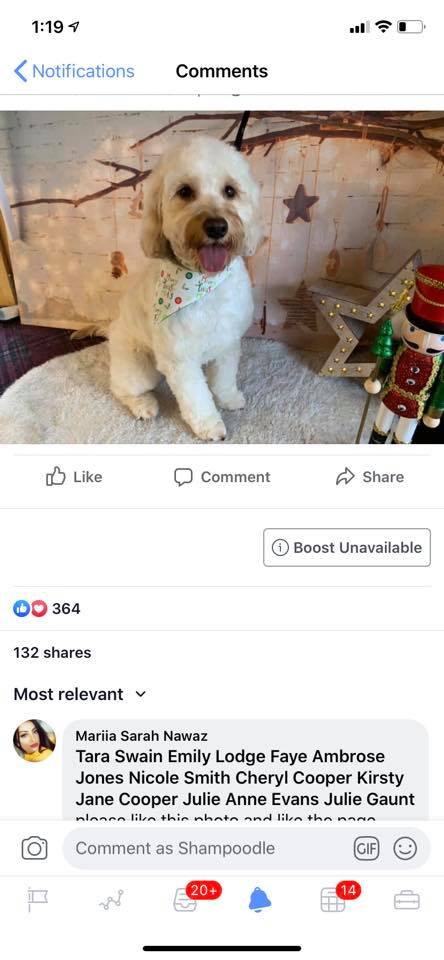Shampoodle - ***Update*** Dexter and Ruby are so close...