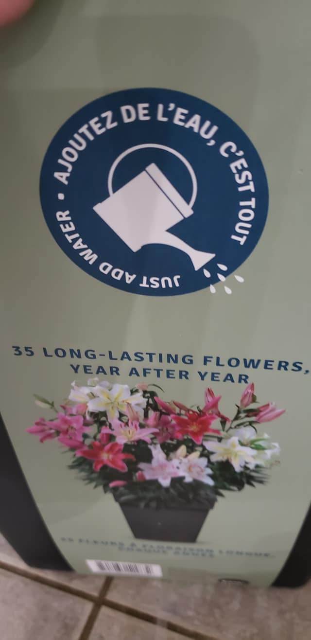 Where to keep already sprouted lily kits from Costco?
