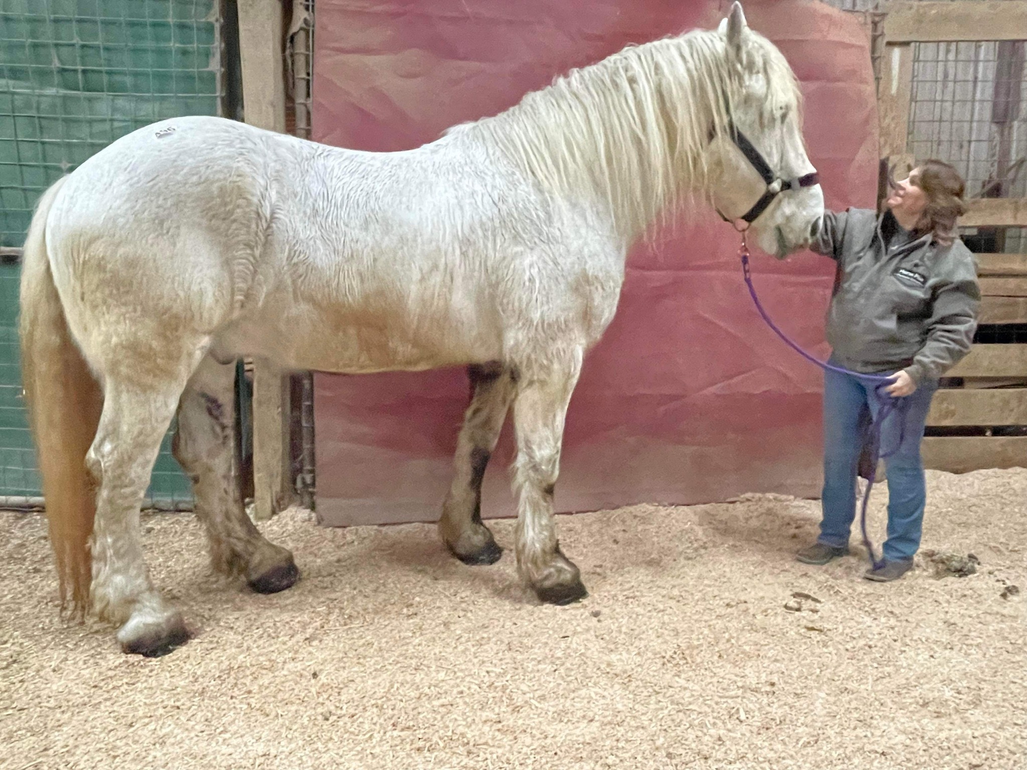 💙Meet Mr. Hawaii!💙 We rescued... - Horse Plus Humane Society