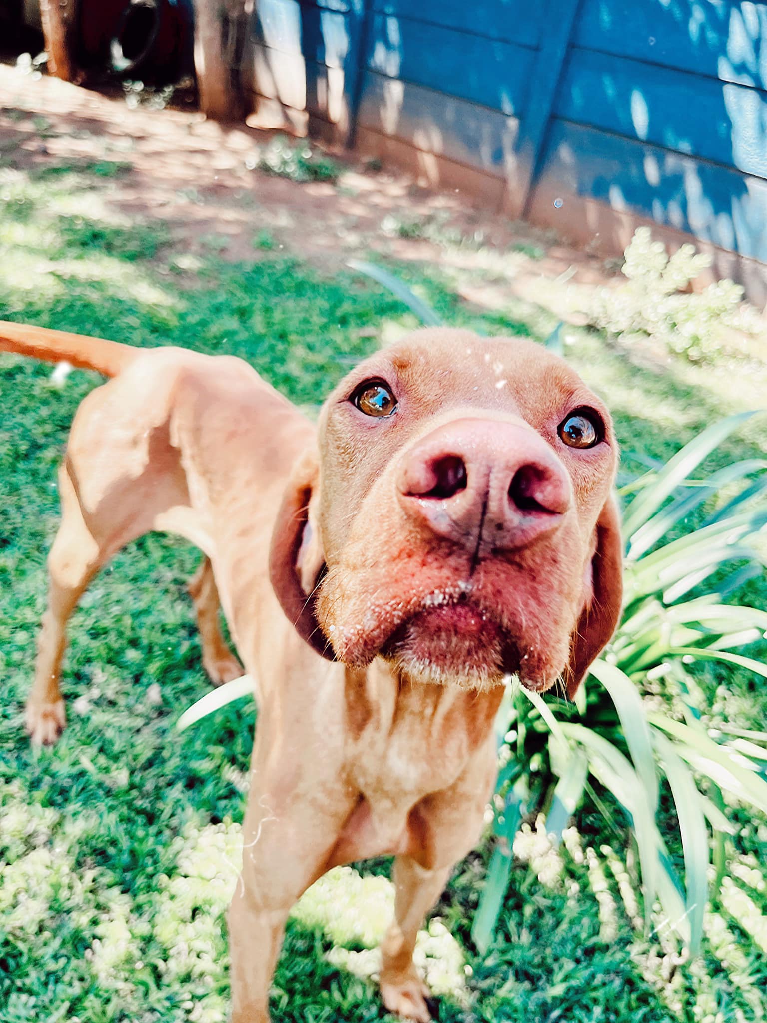 SPCA Rustenburg - #ADOPTED Meet Zane in kennel L4 Vizsla...