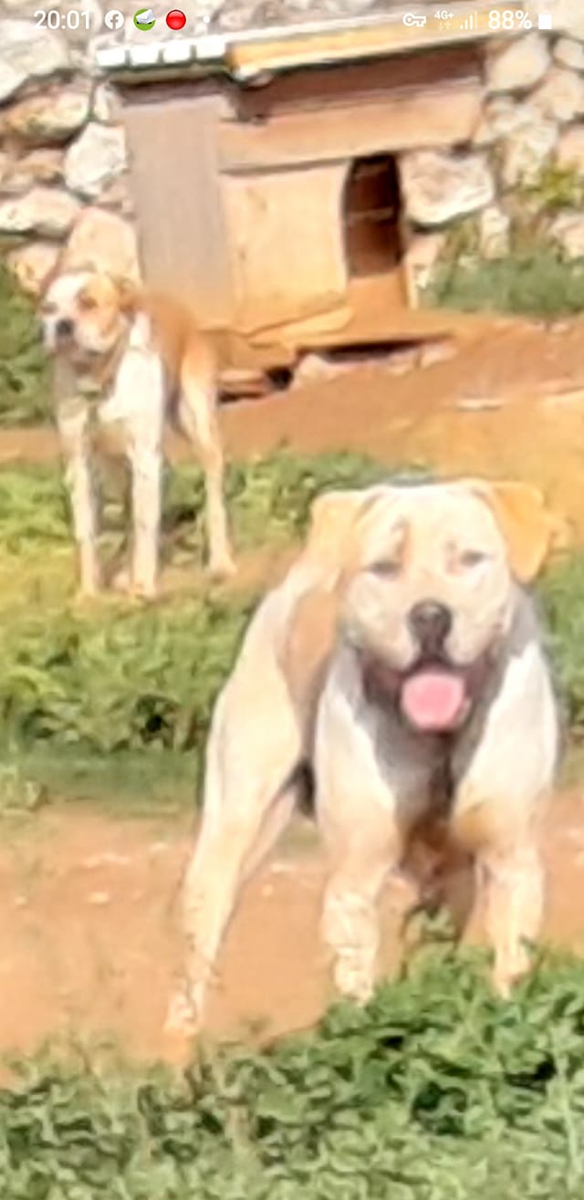 The Bulld Evolution Program - Bulldog Italiano | Brindisi