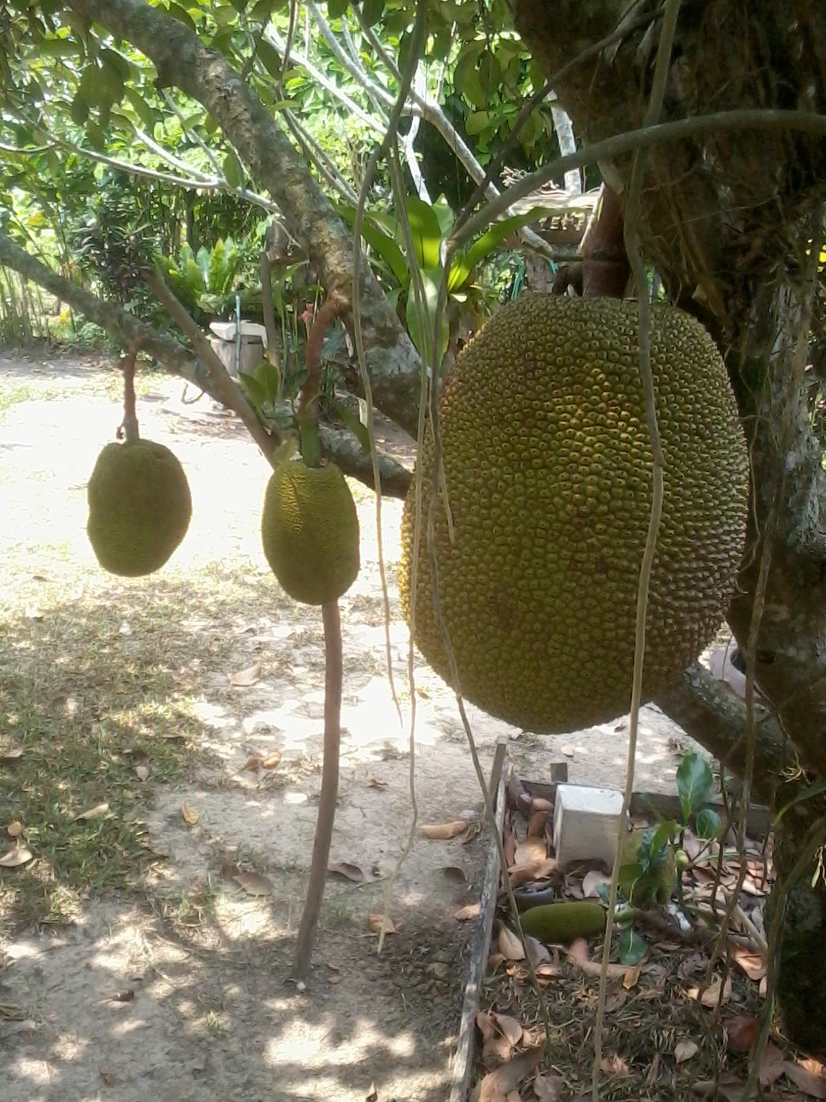 Jantima Hangsanate