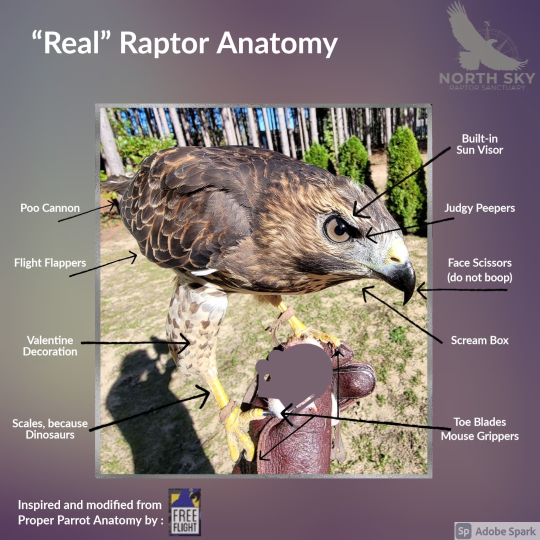 Believe it or not, we get a... - North Sky Raptor Sanctuary | Facebook