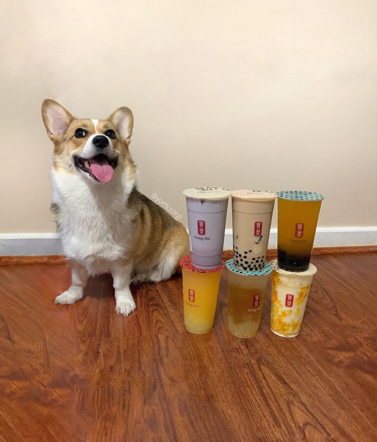 Corgi and Shiba Inu Manila... - Corgi and Shiba Inu Manila