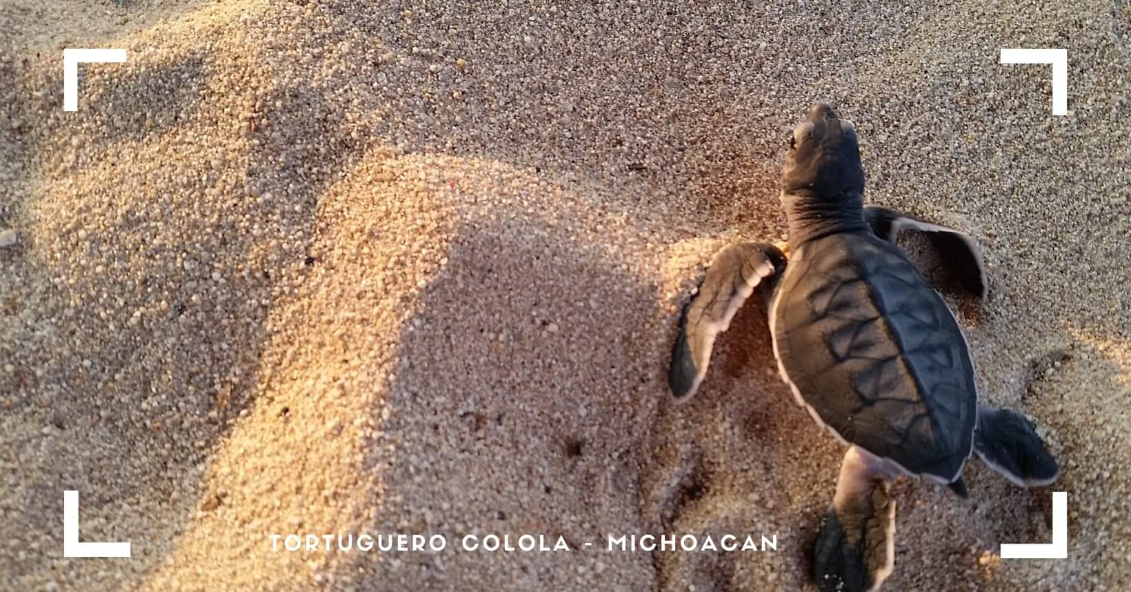 Colola - capital mundial de la tortuga negra | Michoacán