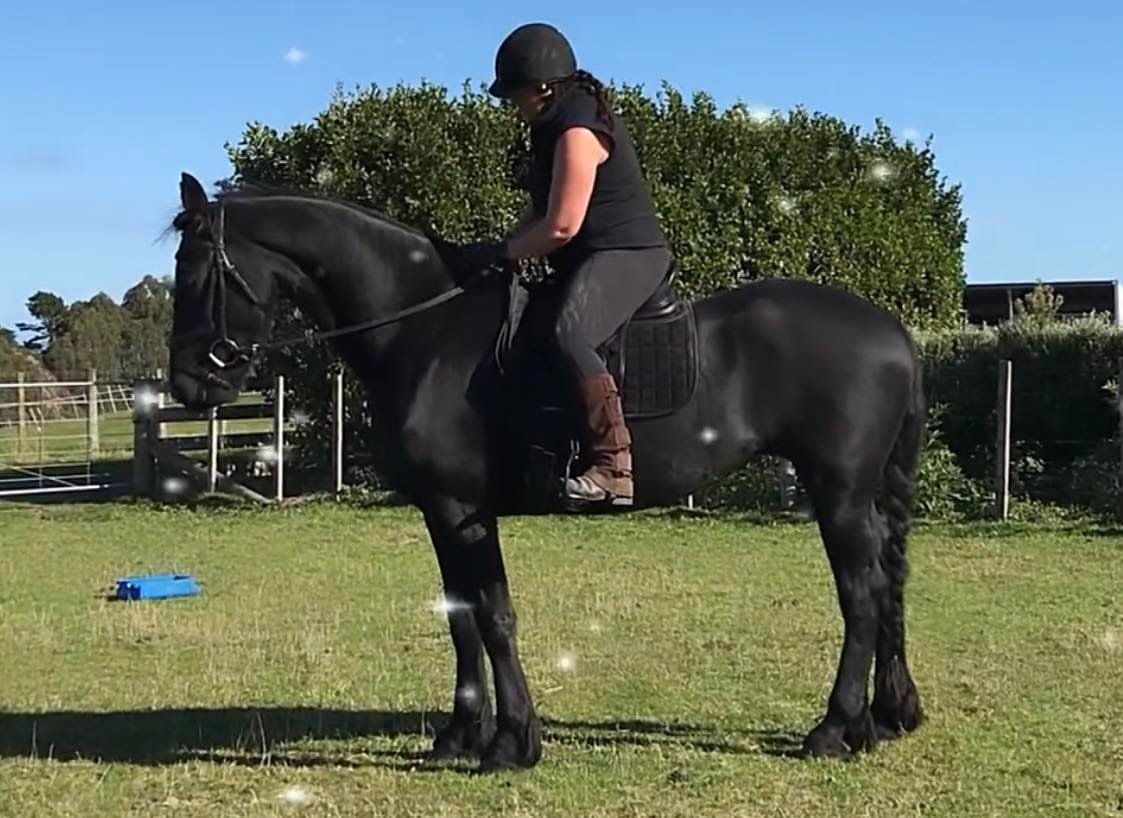 The lovely... - New Zealand Friesian Horse Society - NZFHS
