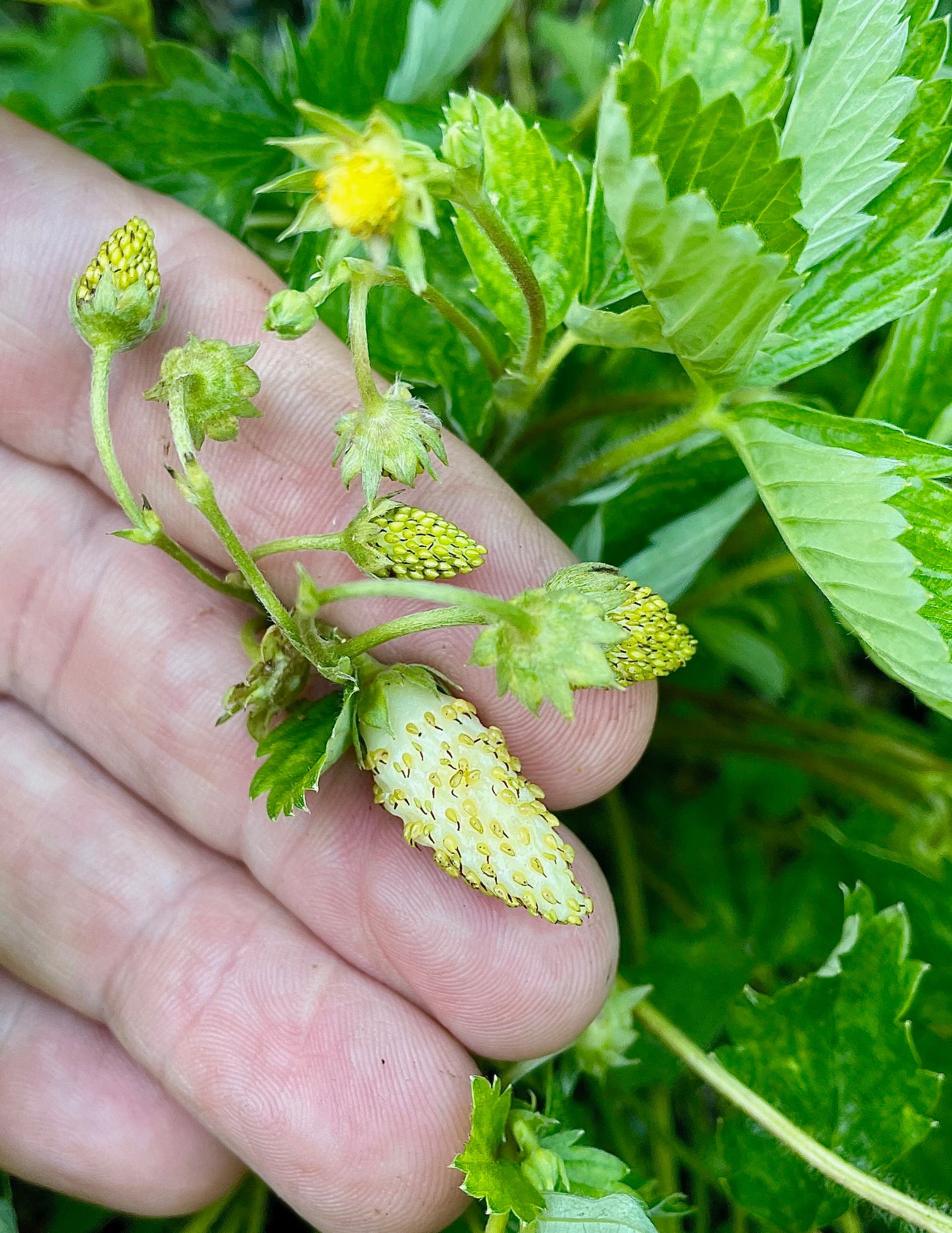 Have you seen a white strawberry before?