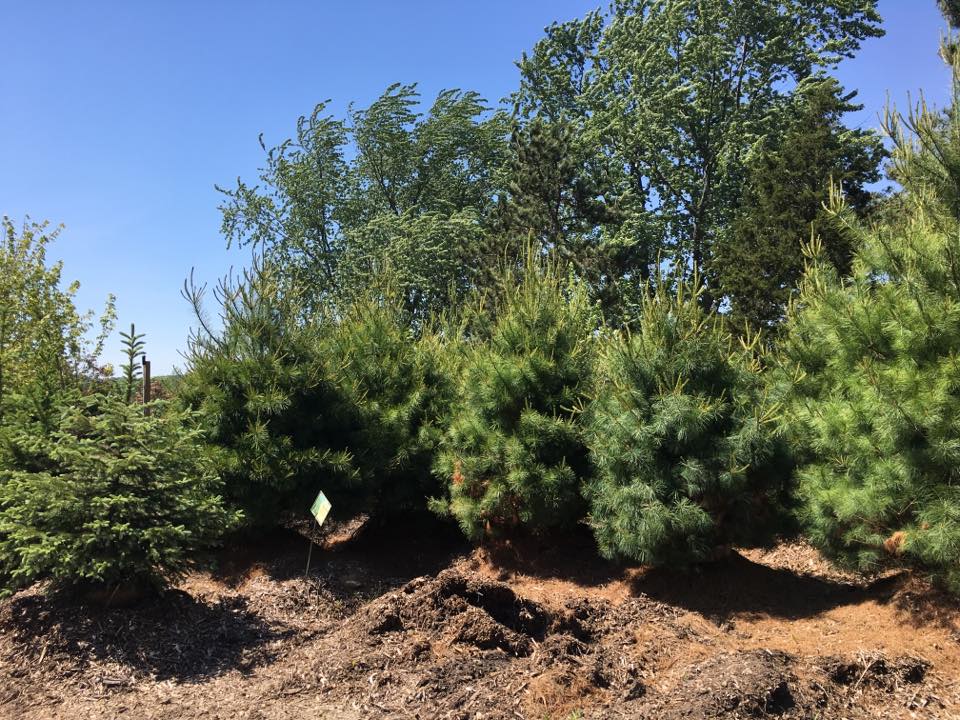 Goetz's Nursery | Hartford WI
