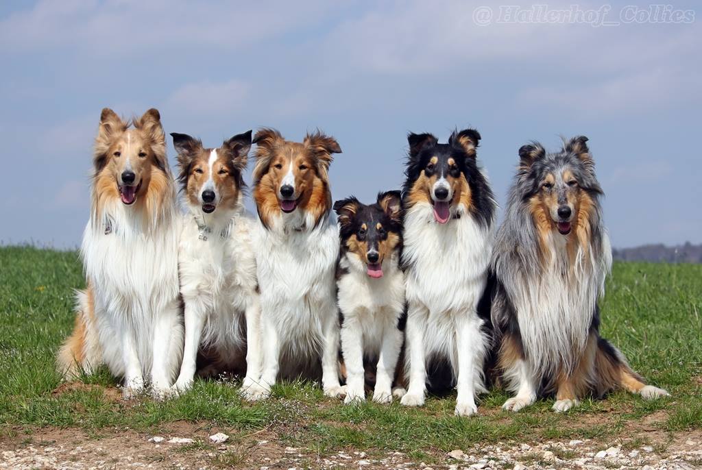 The beautiful Collies added a new... - The beautiful Collies
