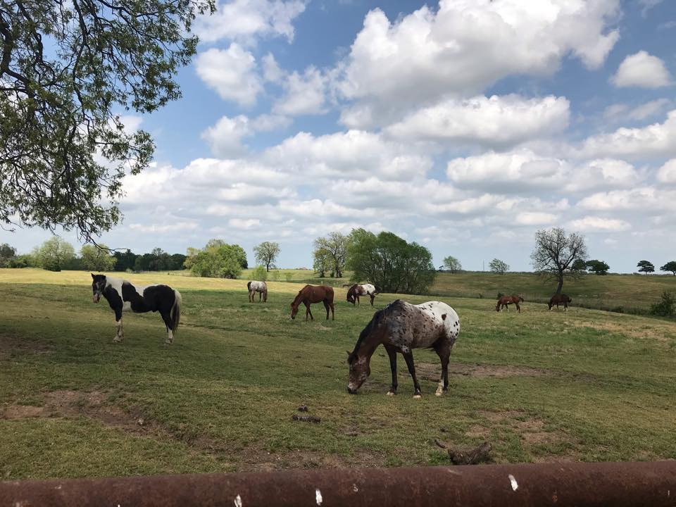 Keith Ranch | Collinsville TX