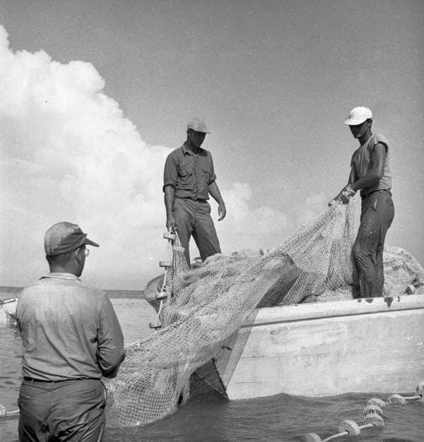 commercial fishing florida sein nets 10 x 65ft Net Fishing Net Polyethylene Net Authentic Net for Nautical, Fishing : Sports & Outdoors Florida Seine Fish Florida Memory