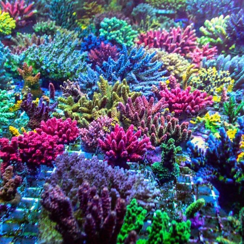 😍👍 | Reef Raft Canada