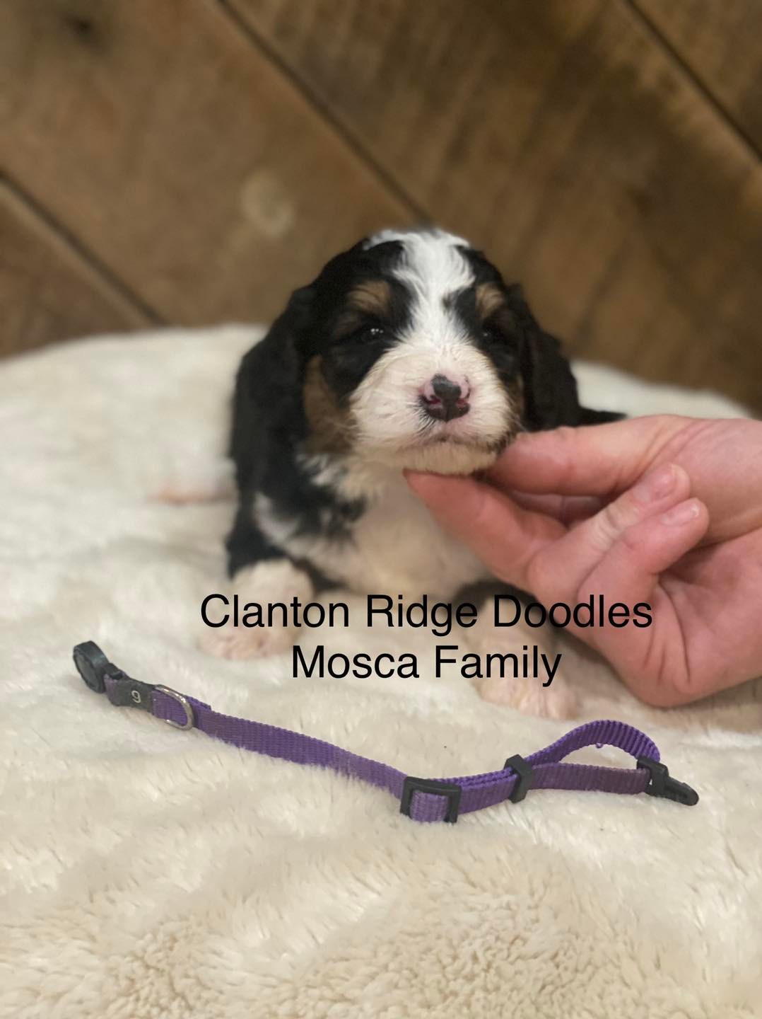Clanton Ridge Doodles - Home