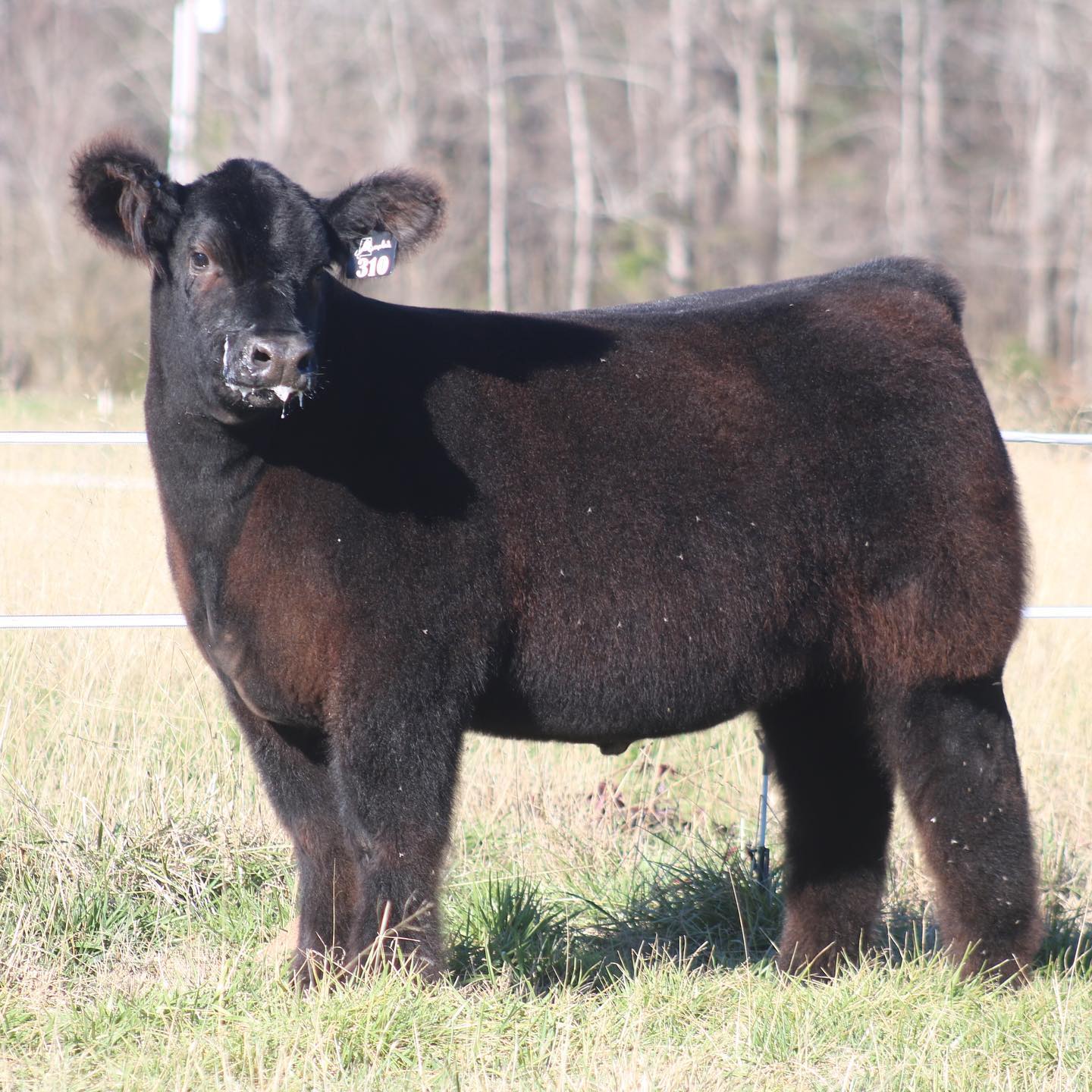 Maples Farm | Lafayette AL