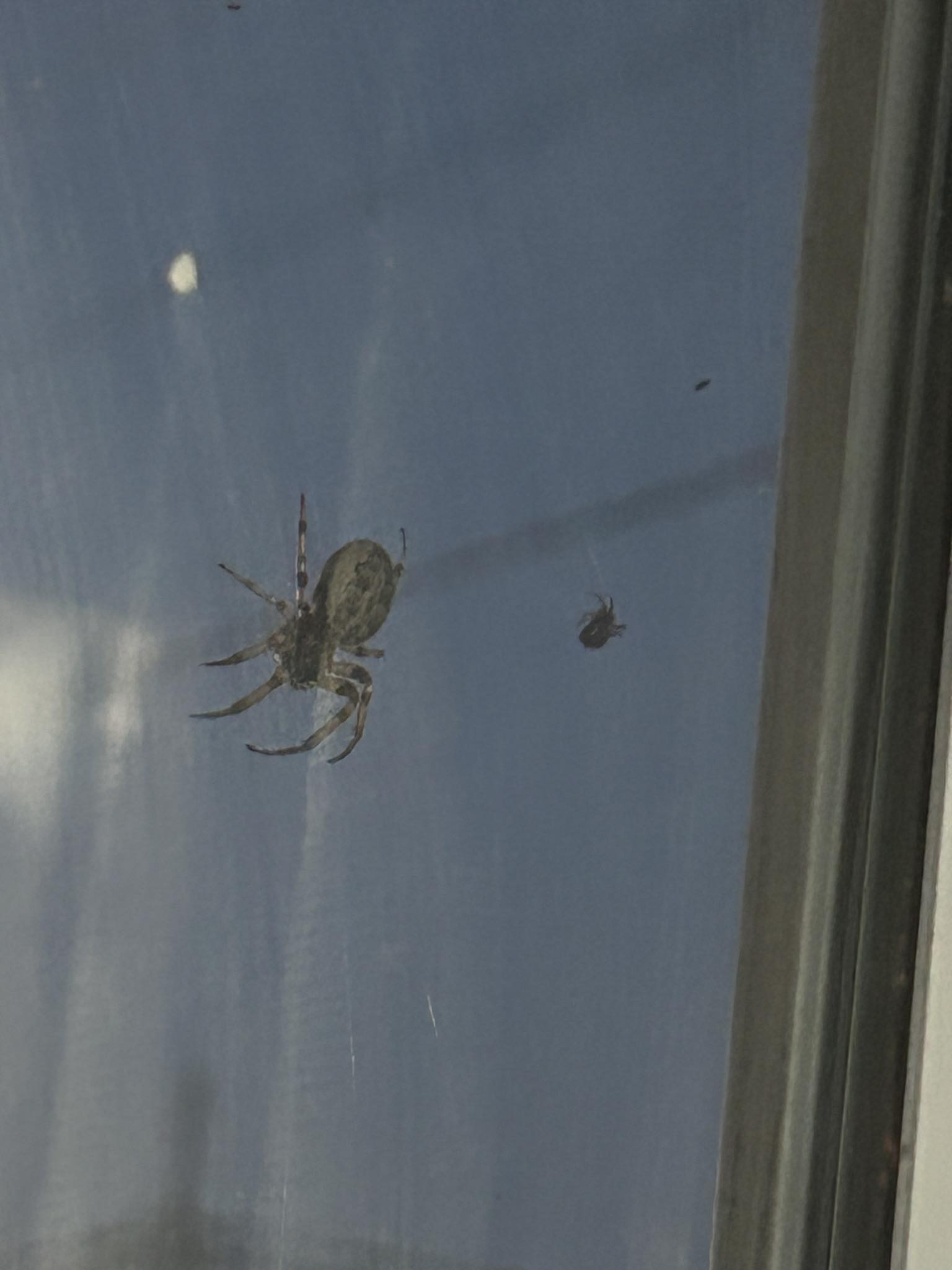 Lorain County spider identification needed