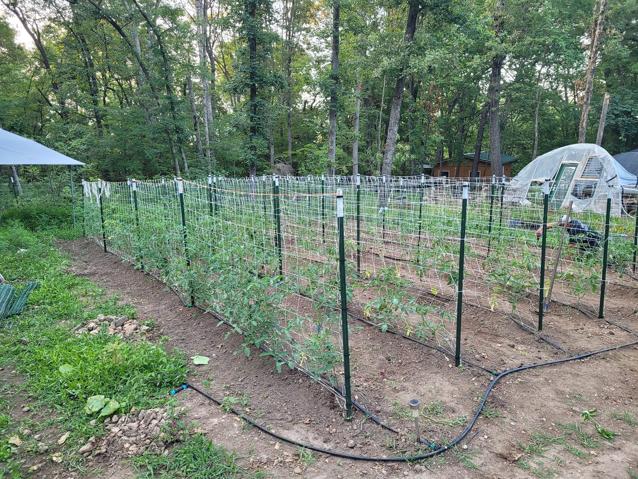 Wild Roots Farm