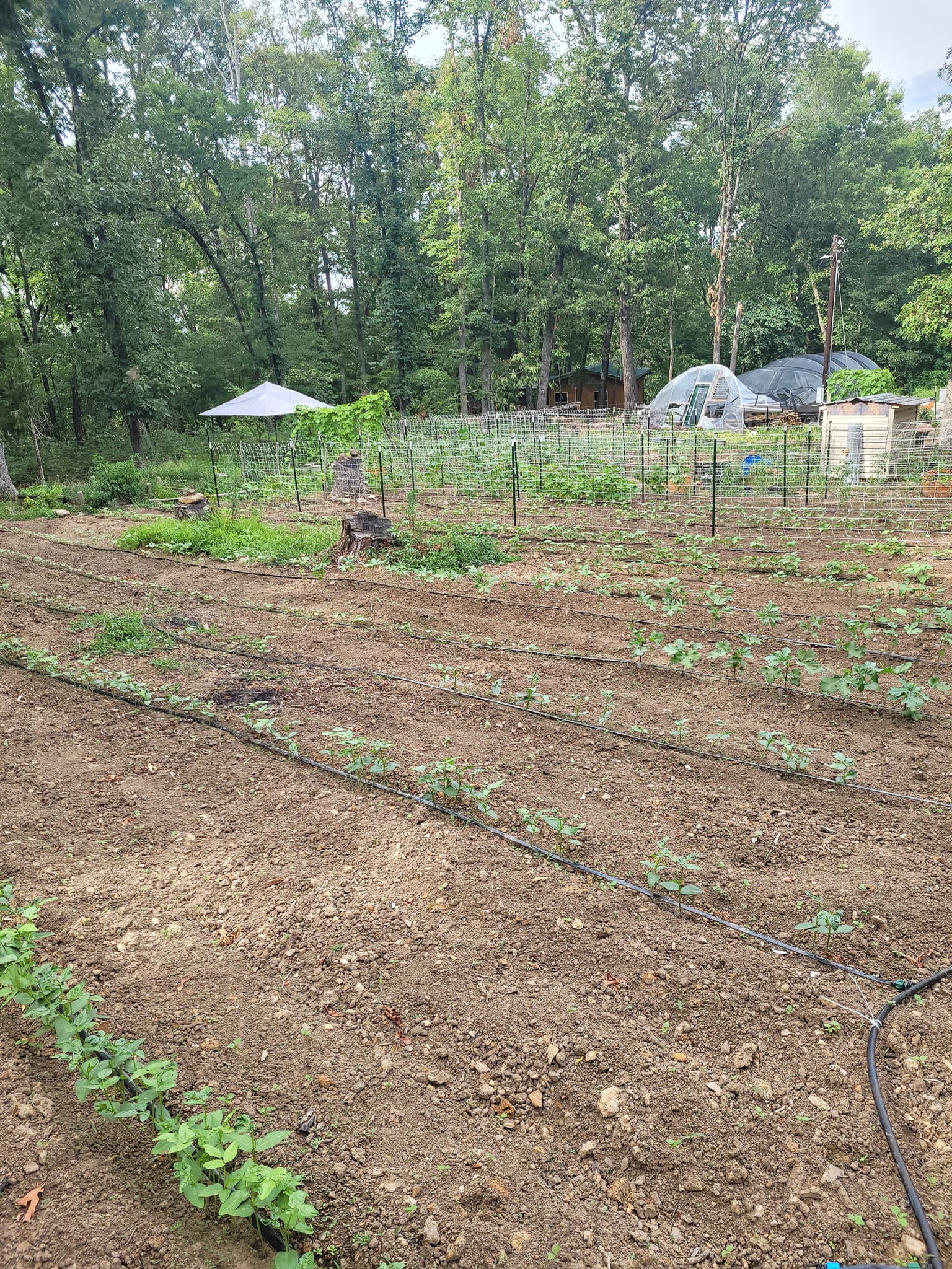 Wild Roots Farm