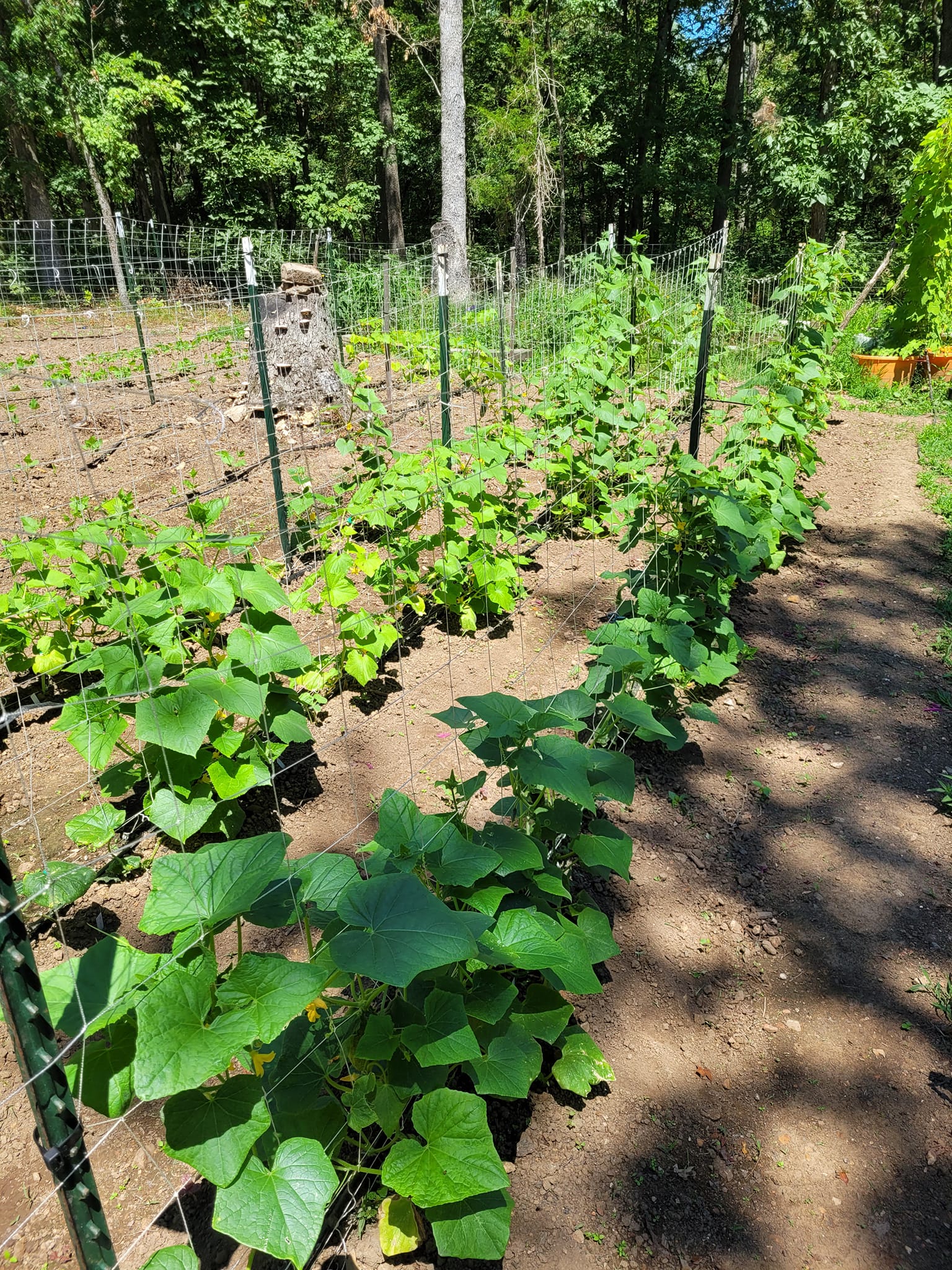 Wild Roots Farm