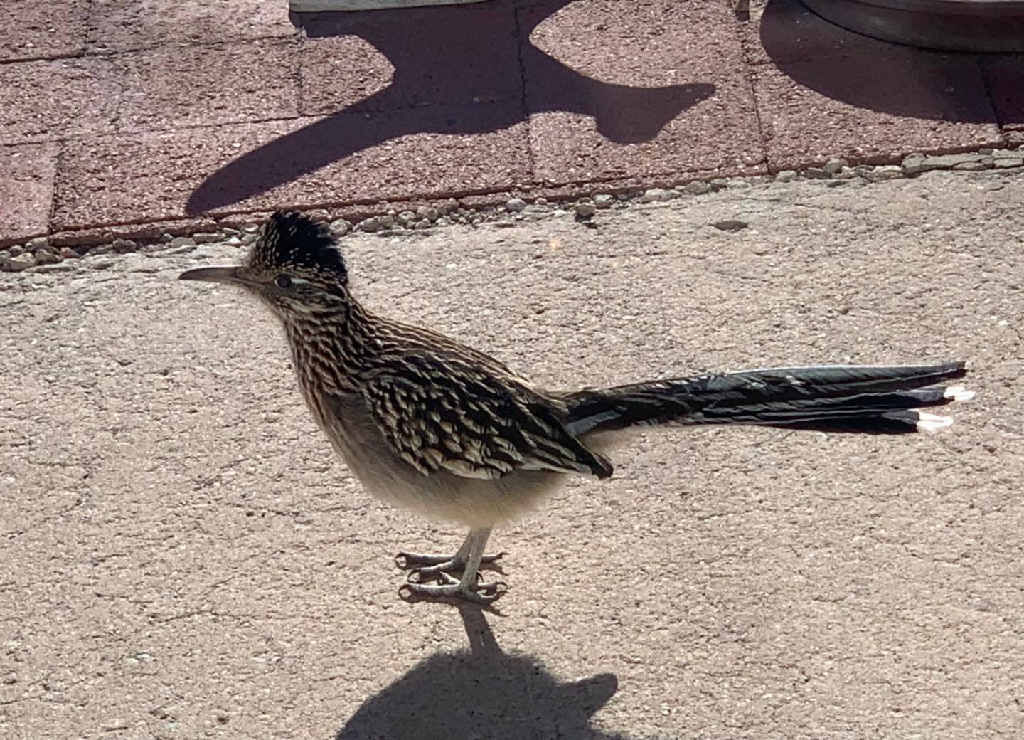 The Roadrunner Project