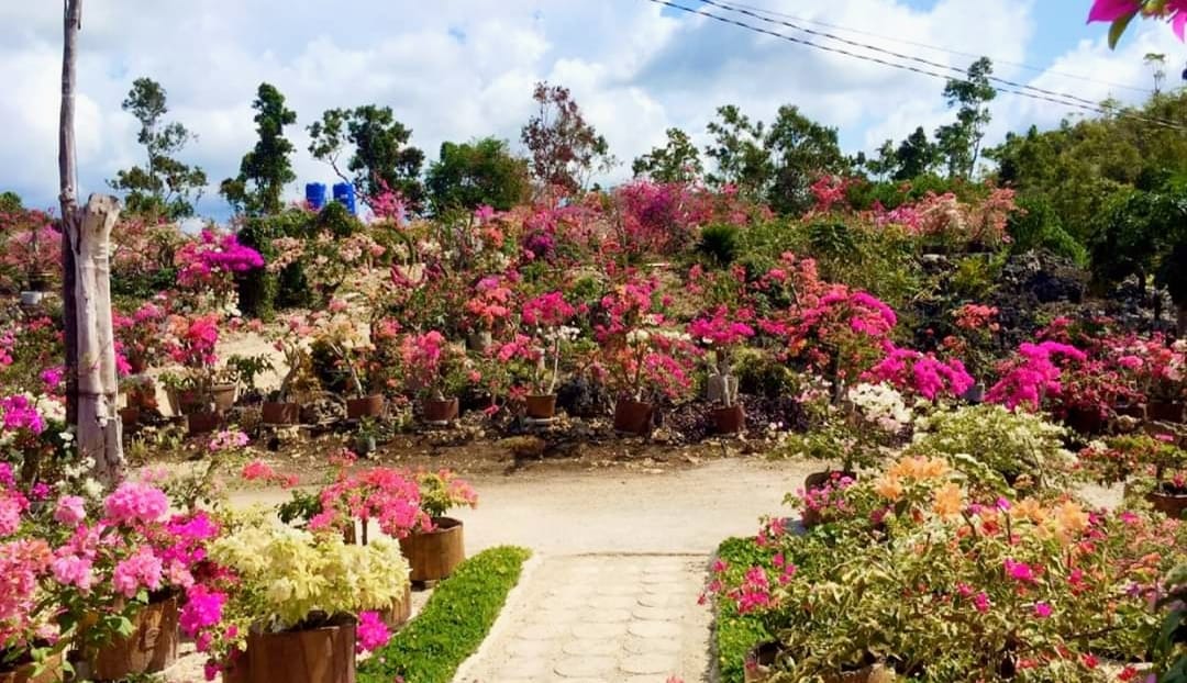 Alexa Edith Flower Farm of Edith Grand Garden Resort