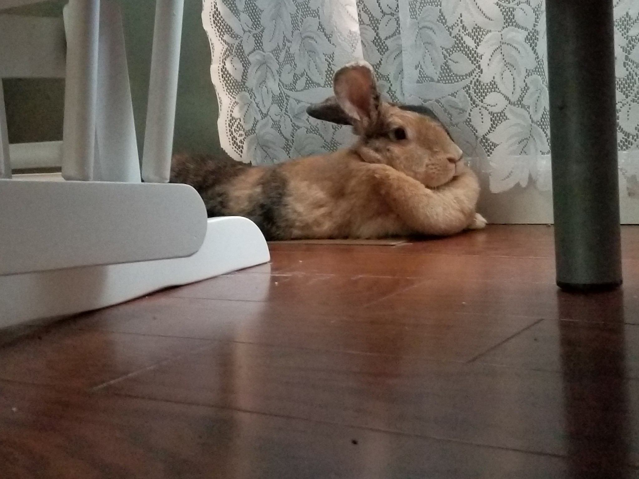 Thumbelina the Amazing... - Thumbelina the Amazing Rabbit