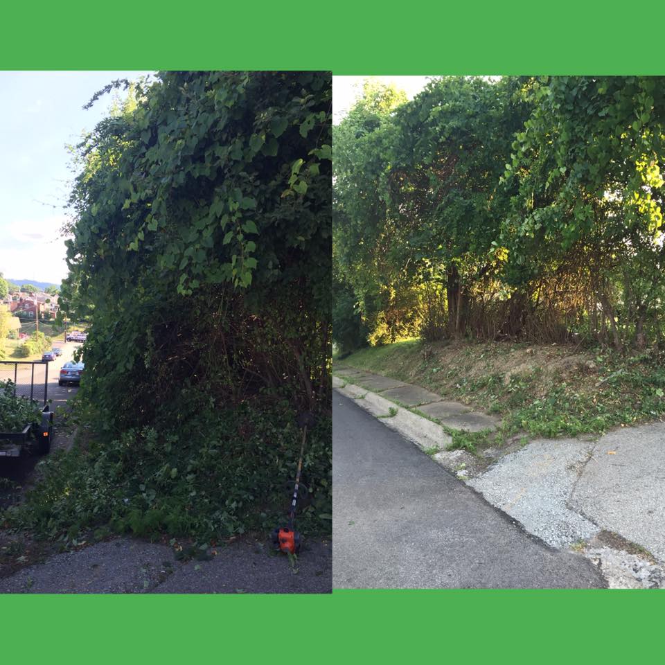 Brunner's Tree Service | New Kensington PA