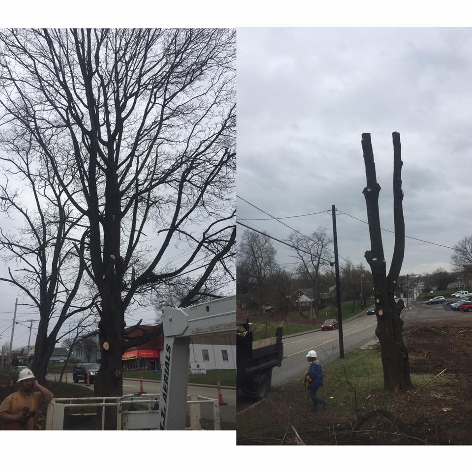 Brunner's Tree Service | New Kensington PA