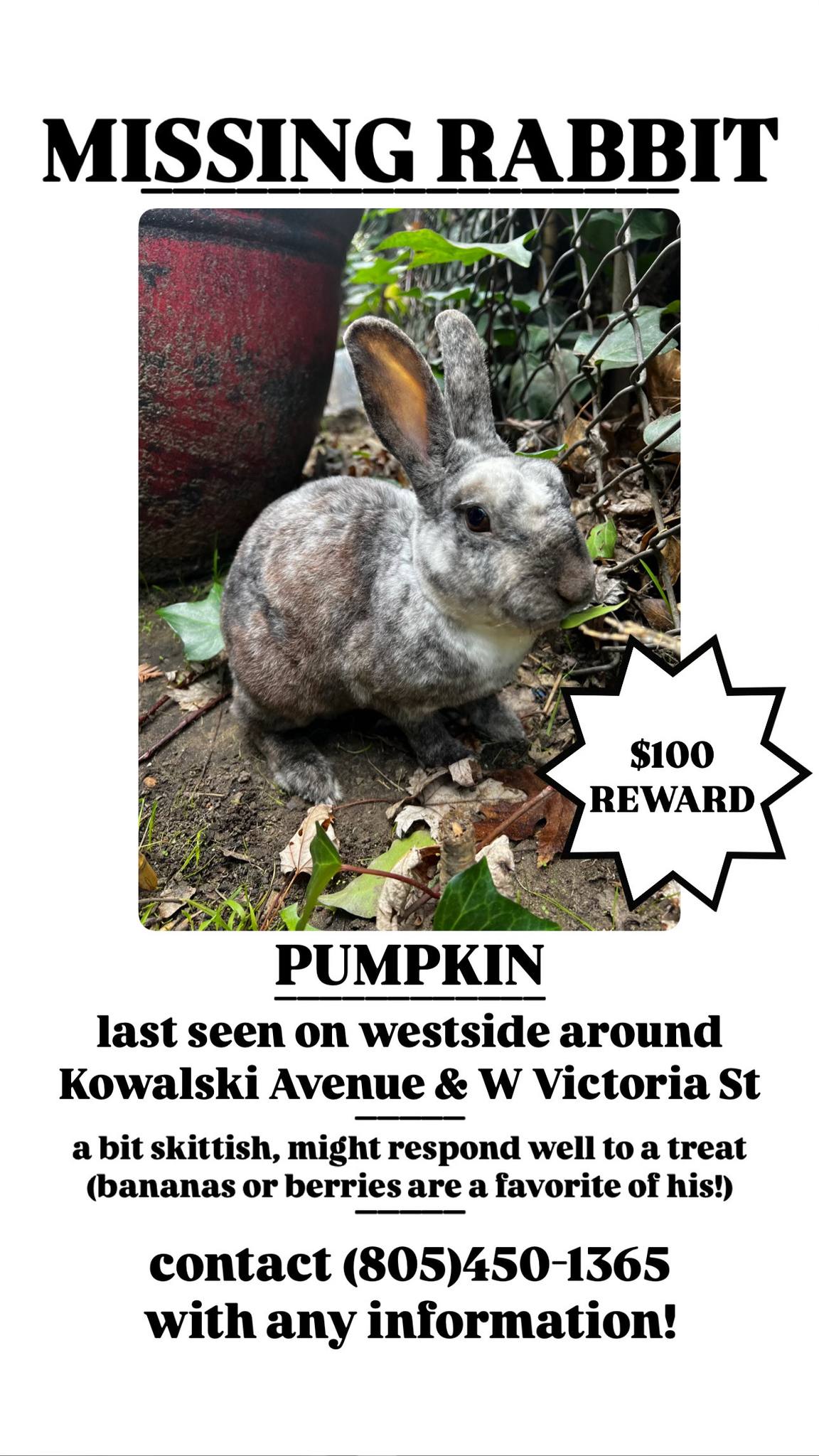 BUNS - Help find this lost bunny! Please share this post with your ...