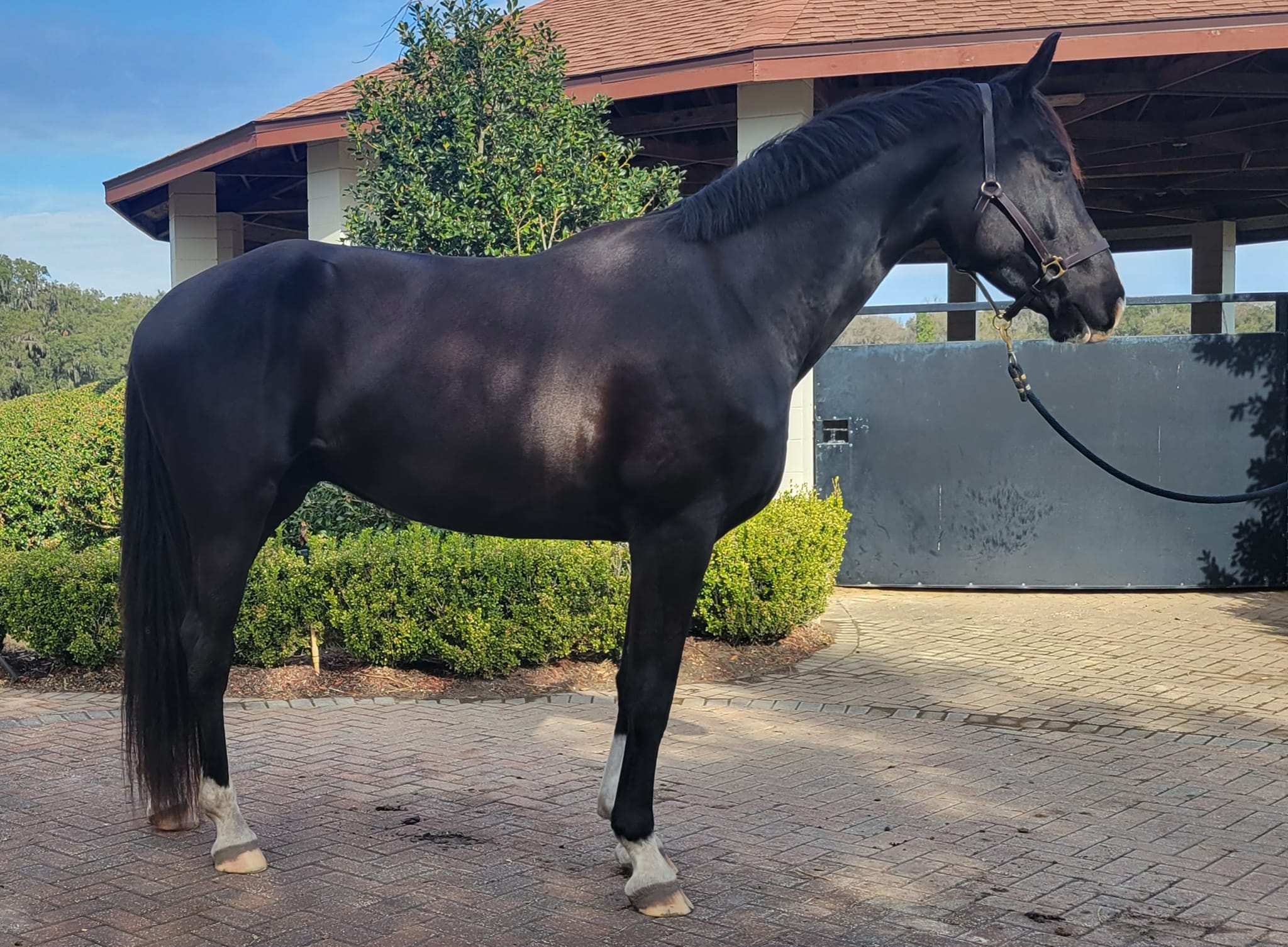 🦄🦄We have several lovely sales horses coming available soon at