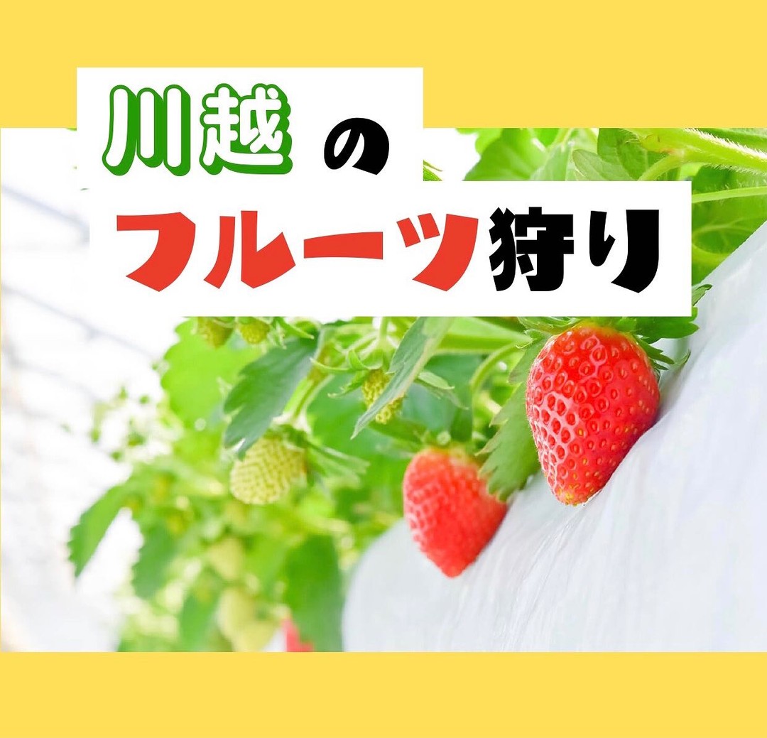 公益社団法人小江戸川越観光協会 - 🍓川越のフルーツ狩り特集🍇 公開 ️ . 当観光協会ホームページ内の「小江戸川越特集」にて、フルーツ狩りが ...