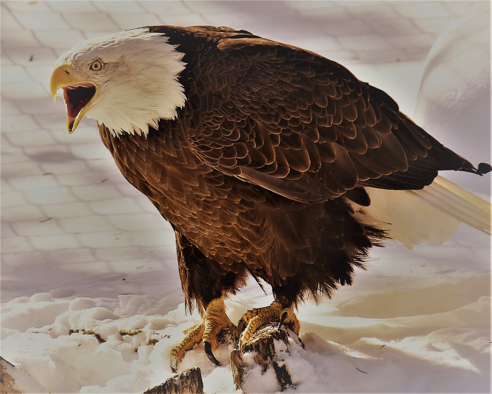 Even though this amazing eagle is not able to be released into the