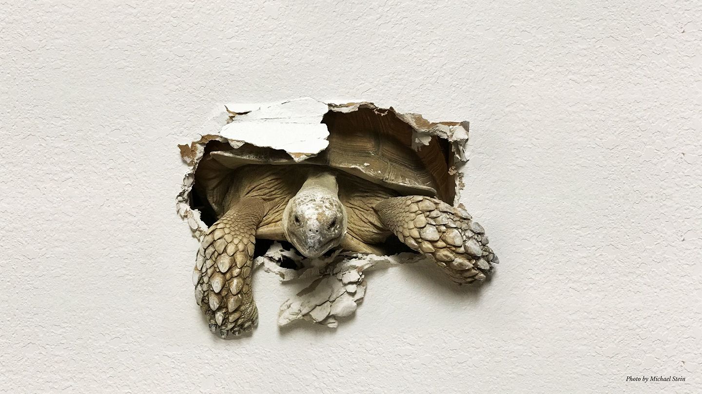 Tuck Turtle - Want to bask...Too lazy to climb on rock. Turtle ...