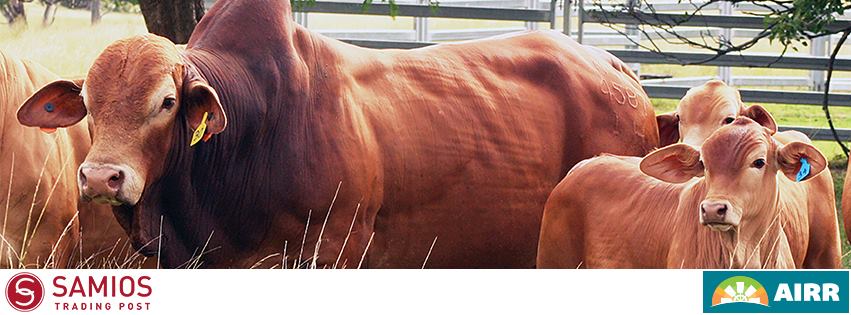 Samios Rural Trading | Mitchell QLD