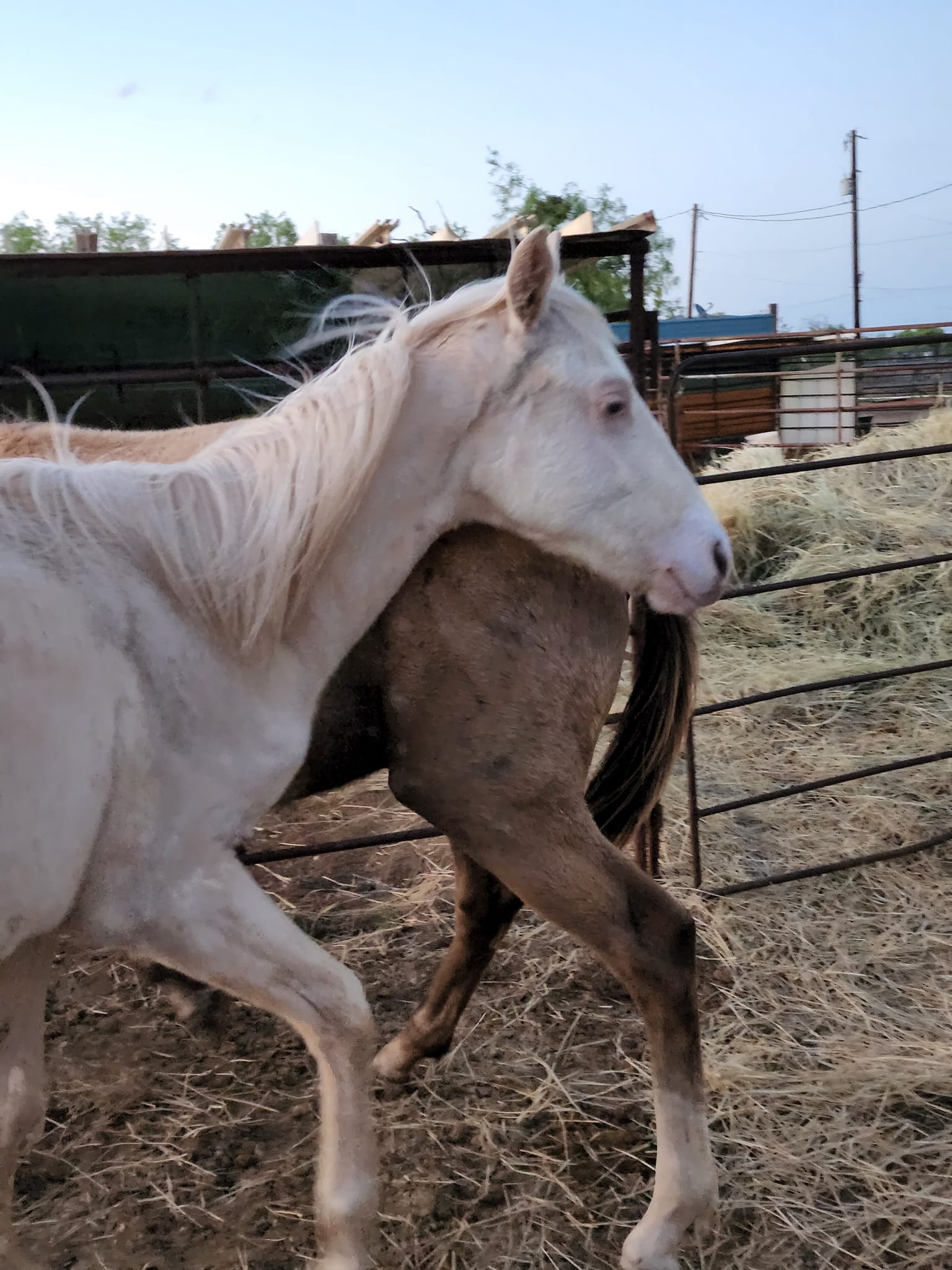 Triangle H Ranch | Merkel TX