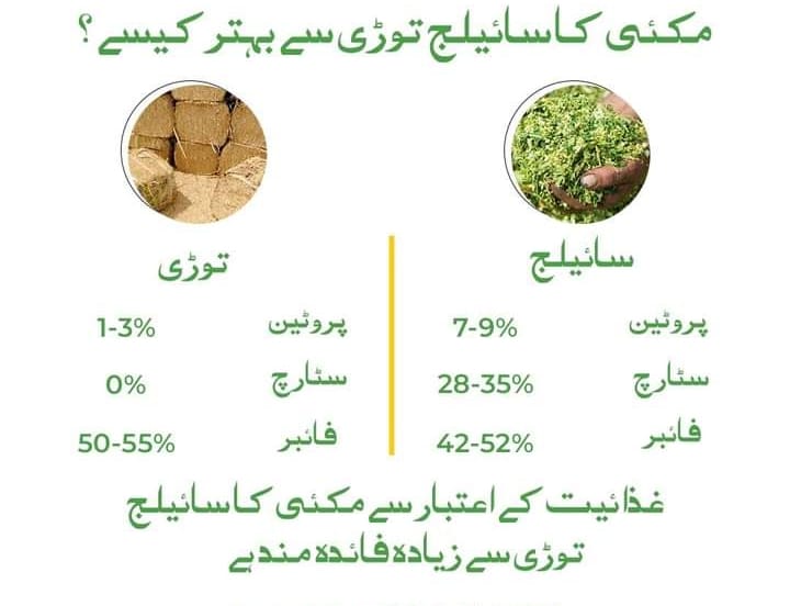 Fodder & Forage Pakistan | Lahore
