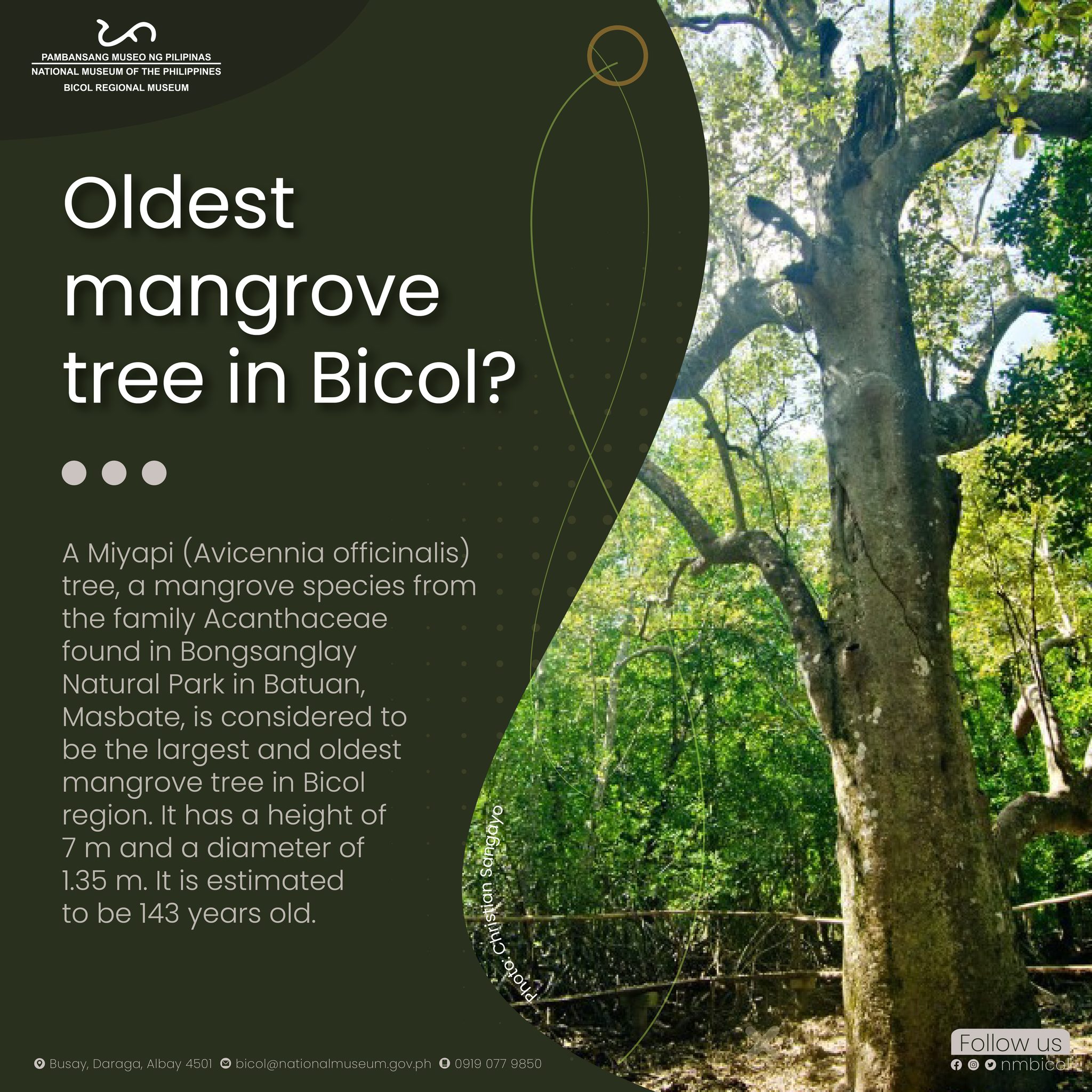 National - Where can we find the biggest and oldest mangrove tree in ...