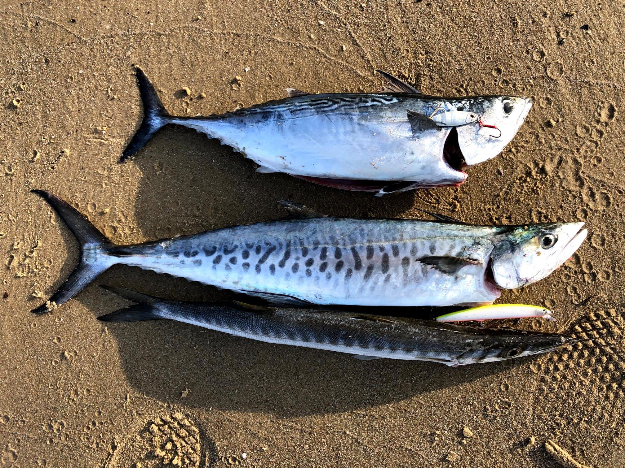 Israel Fishing - הבית של הדייגים בישראל | Tel Aviv