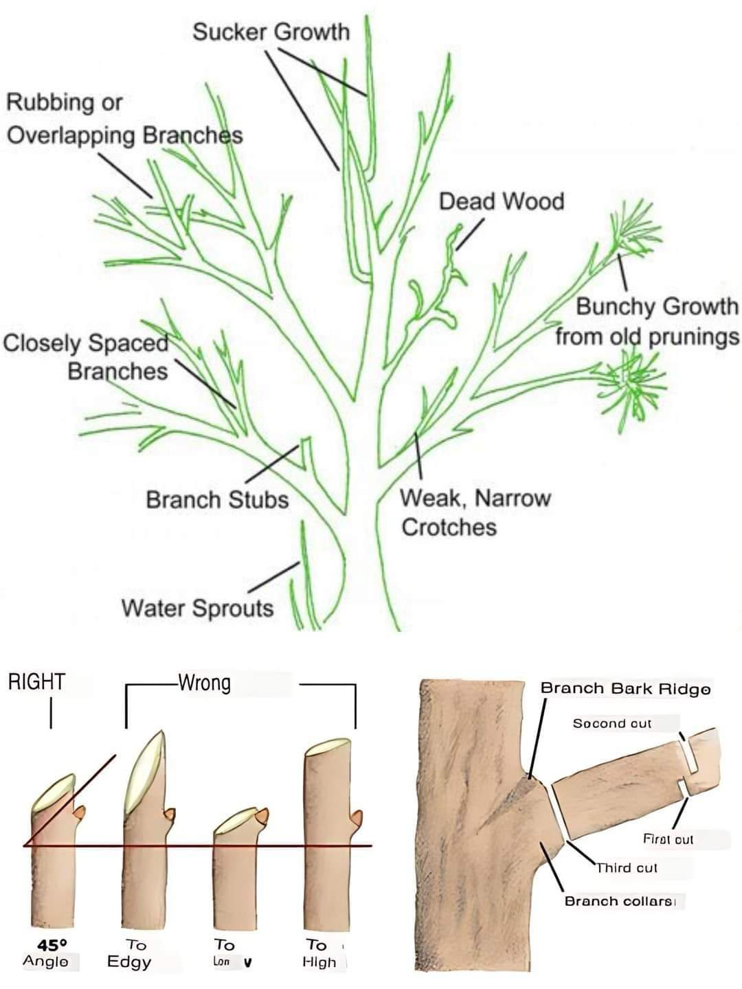 How and When to Prune Trees and... - Plants and gardening