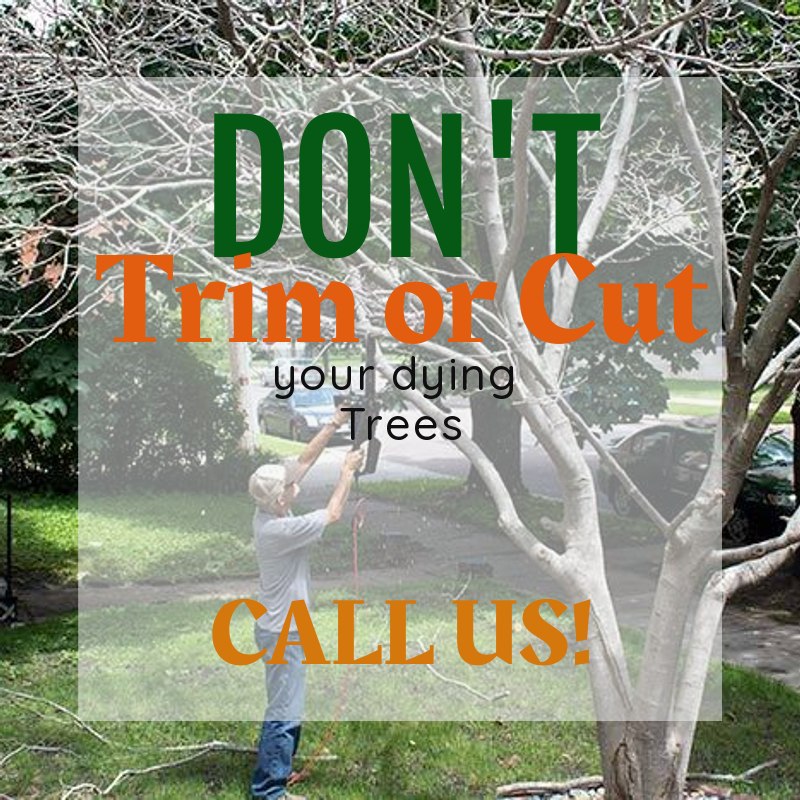 Sharp Cut Tree Service | Lakeland FL