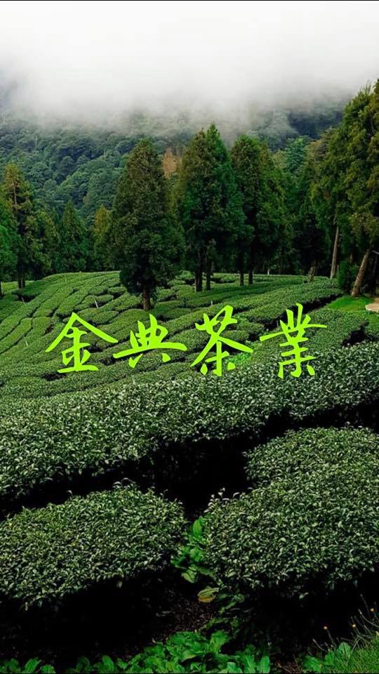 金典茶業