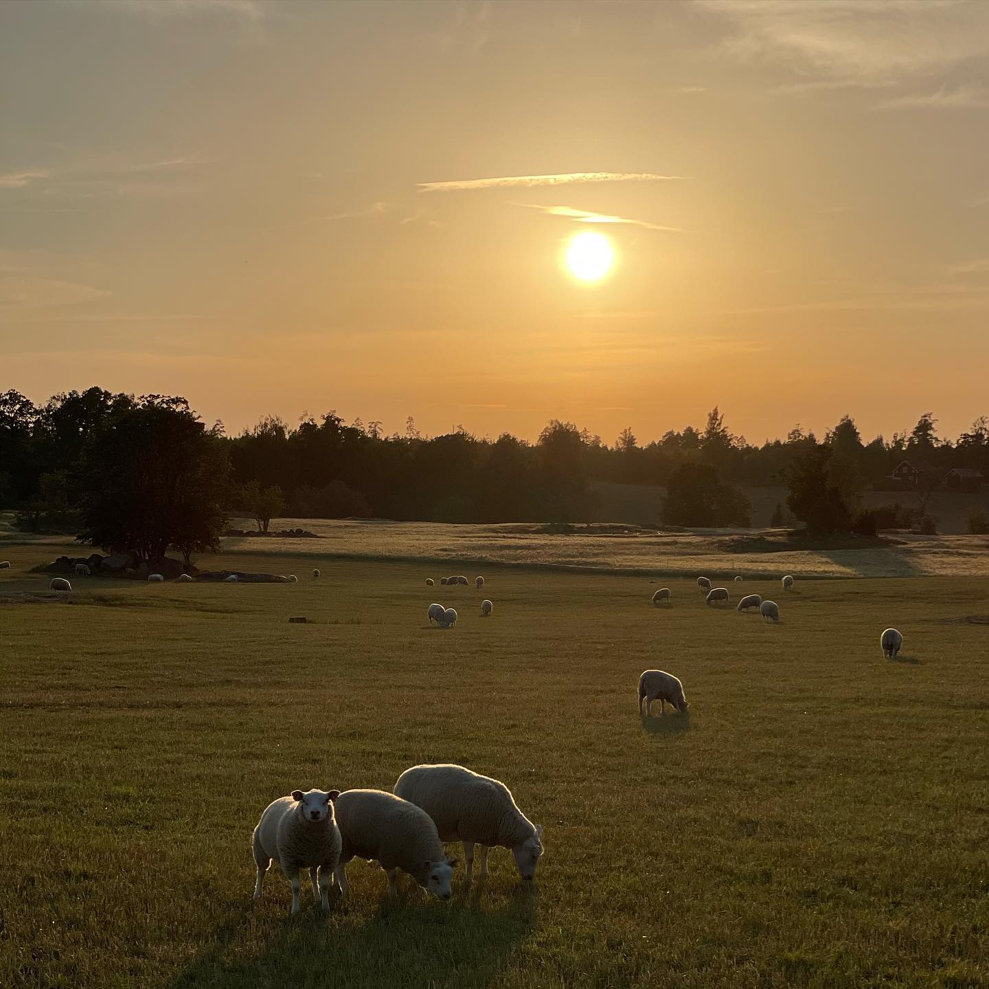 Dynestad Gård | Dynestad